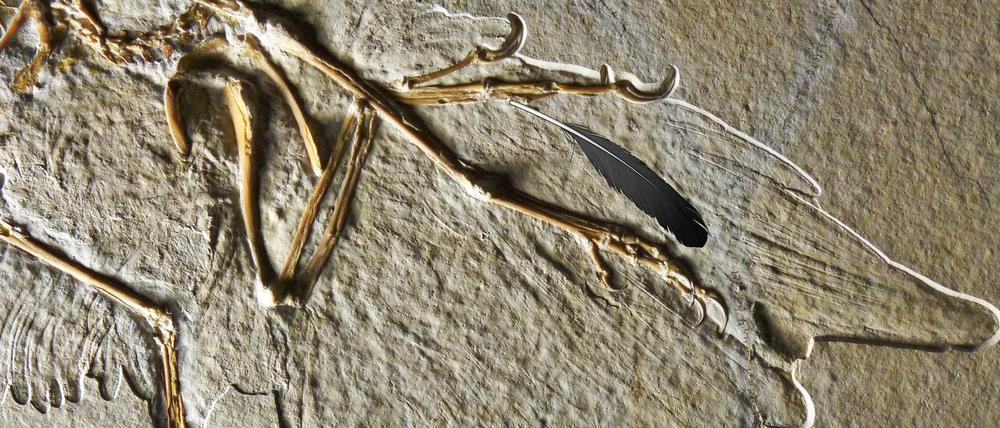 Feder auf Fossilie: Die versteinerten Überreste des Urvogels wurden in der Fränkischen Alb in den Solnhofener Plattenkalken aus dem Oberjura entdeckt.