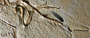 Feder auf Fossilie: Die versteinerten Überreste des Urvogels wurden in der Fränkischen Alb in den Solnhofener Plattenkalken aus dem Oberjura entdeckt.