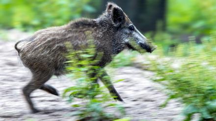 Mindestens 40 Wildschweine haben sich in Brandenburg bislang mit der Schweinepest infiziert.