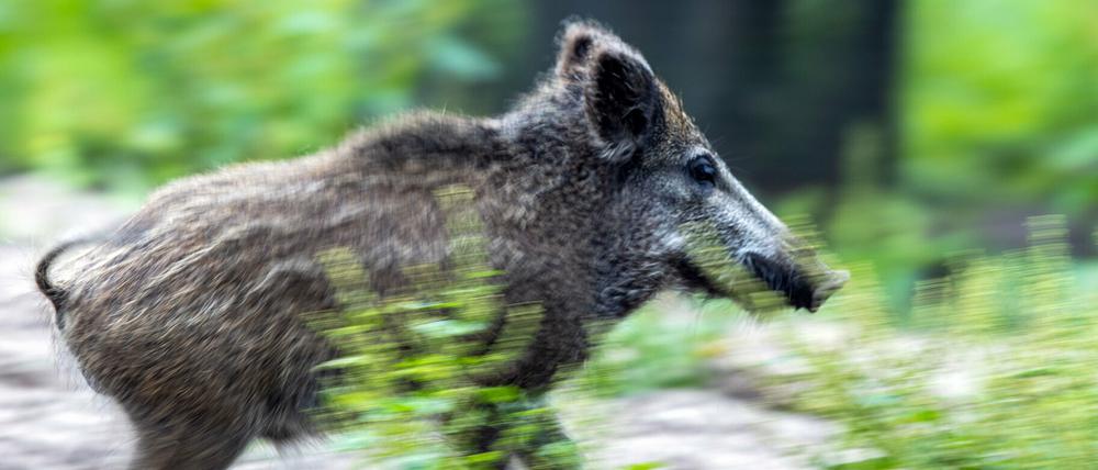 Mindestens 40 Wildschweine haben sich in Brandenburg bislang mit der Schweinepest infiziert.