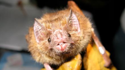 Gemein, nicht fies: Die Gemeine Vampirfledermaus kann Tollwut auf Mensch und Tier übertragen, die Tiere sterben aber auch selbst an der Infektion.
