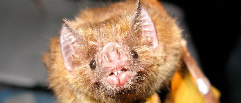 Gemein, nicht fies: Die Gemeine Vampirfledermaus kann Tollwut auf Mensch und Tier übertragen, die Tiere sterben aber auch selbst an der Infektion.