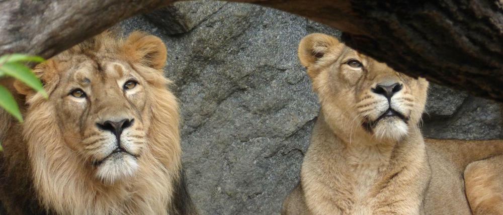 Die Erwartungen an Stiefväter sind gering. Es reicht schon, dass sie die Kinder nicht auffressen wie ein Löwe bei Rudelwechsel. Hier ein Löwenpaar im Berliner Tierpark.