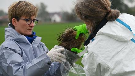 Veterinärmediziner sichern im Kerngebiet der Afrikanischen Schweinepest den Fund eines Wildschweinkadavers in Märkisch-Oderland . 