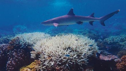 Ausgebleicht. Ein Weißspitzen-Riffhai schwimmt über abgestorbene Korallen im Great Barrier Reef.
