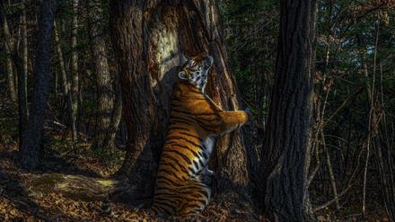 Ausgezeichnete Aufnahme: ein sibirisches Tigerweibchen umarmt einen Baum. 