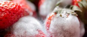 Verschimmelt und vergammelt: In Berlin haben Lebensmittelkontrolleure in fast jedem dritten Betrieb etwas zu bemängeln.