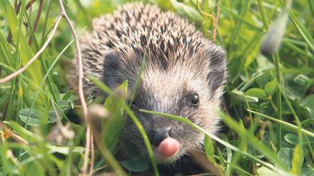 Igel müssen sich bis Ende Herbst ausreichend Fettpolster für den Winterschlaf anfuttern, den sie bis in den Mai ausdehnen können.
