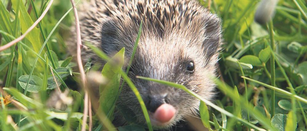 Igel müssen sich bis Ende Herbst ausreichend Fettpolster für den Winterschlaf anfuttern, den sie bis in den Mai ausdehnen können.