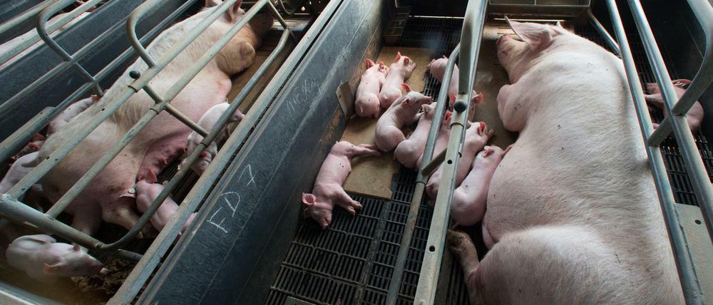 Kein Platz: Sauen werden in Käfigen eingesperrt, damit sie die Ferkel nicht erdrücken.