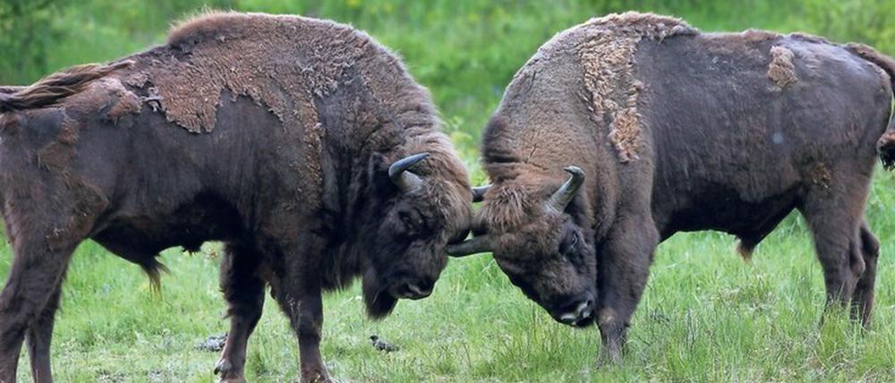 Urtier. Mit etwas Glück kann man Wisente in der Döberitzer Heide sehen.