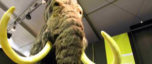 Mammuts kamen in großen Teilen Europas und Asiens vor und könnten die Landschaft ähnlich gestaltet haben wie es Afrikanische Elefanten in ihren Savannenlebensräumen heute tun.