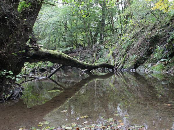 Der Weg führt durch märchenhafte Wälder mit umgestürzten Bäumen.