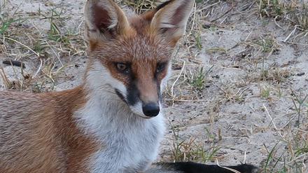 Leben mit dem Fuchs: Die Tiere haben sich in Berlin eingerichtet.