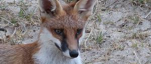 Leben mit dem Fuchs: Die Tiere haben sich in Berlin eingerichtet.
