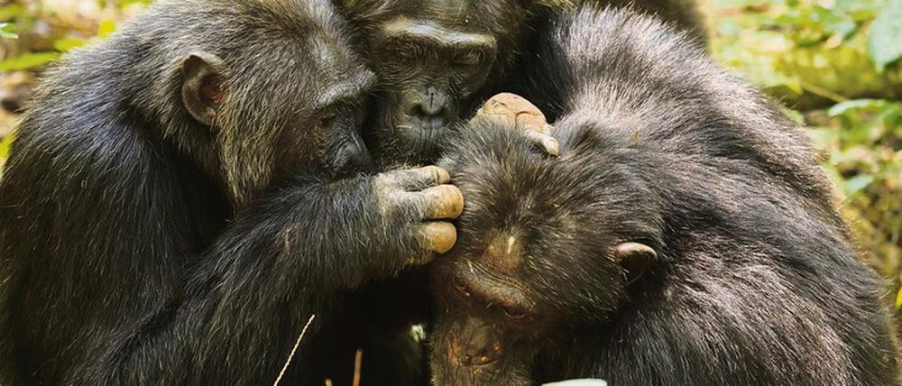 Kakama, das dominante Männchen unter den Kanyawara-Schimpansen (links) in einer „Grooming“-Session mit einem älteren Männchen (rechts), und einem Weibchen in der Mitte.