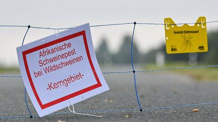 Nach Brandenburg gibt es nun auch einen Schweinepest-Fall in Sachsen.