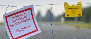 Nach Brandenburg gibt es nun auch einen Schweinepest-Fall in Sachsen.