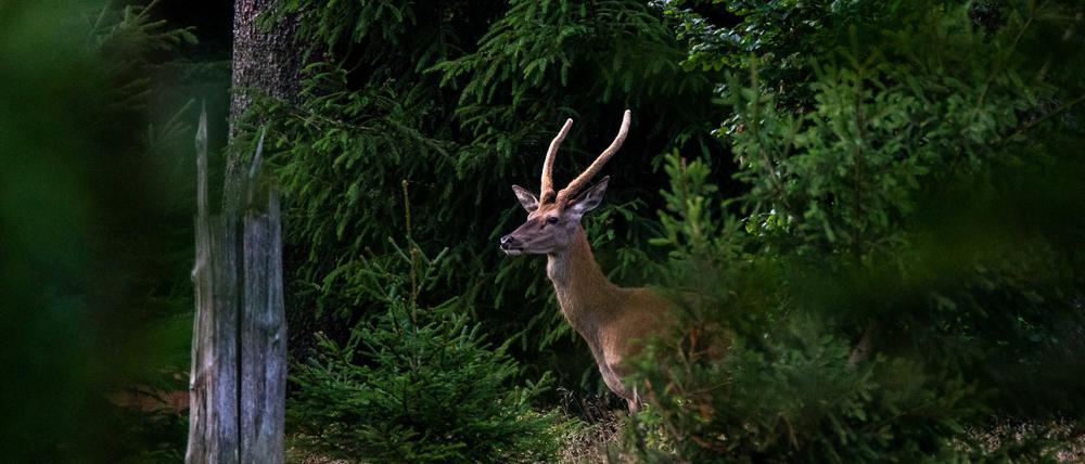 Lust auf Grünzeug: Auch Hirsche knabbern gern an Zweigen, Blättern und Knospen. 