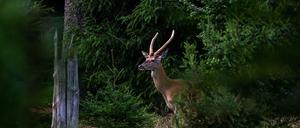 Lust auf Grünzeug: Auch Hirsche knabbern gern an Zweigen, Blättern und Knospen. 