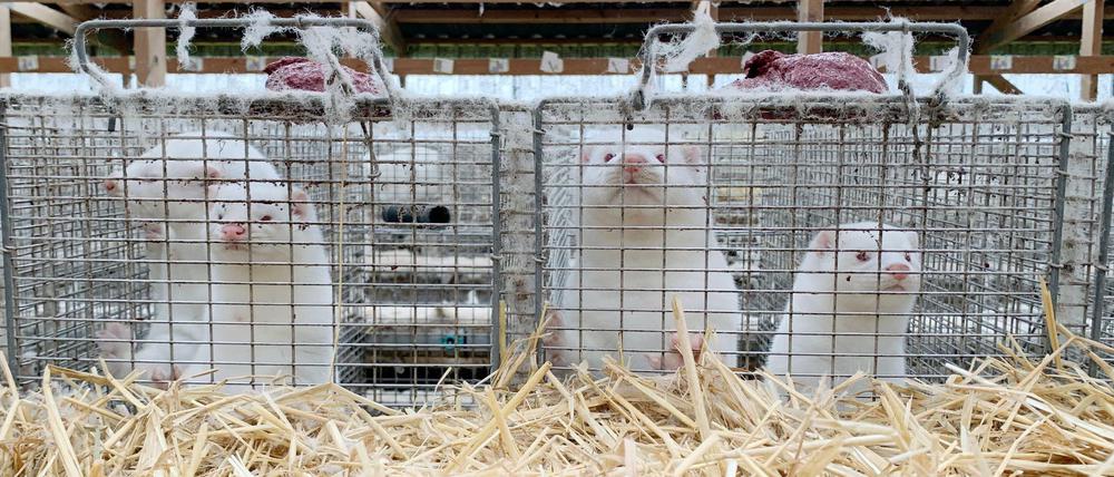Dänemark ist der weltweit größte Produzent von Nerzfellen. Im Land gibt es derzeit 1139 Zuchtfarmen und etwa 15 bis 17 Millionen Nerze, davon besonders viele in Nordjütland.