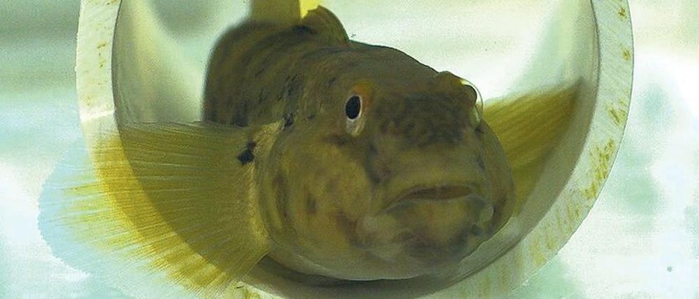 Schwarzmund-Grundeln haben sehr sensible Flossen.