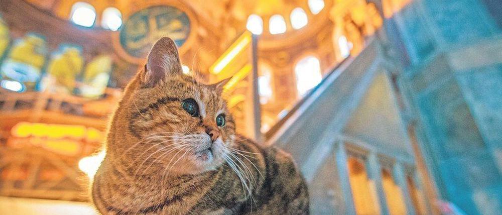 Posierte gern. Die Katze Gli stand sogar auf der Inventurliste der Hagia Sophia, als diese noch ein Museum war. Foto: imago