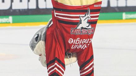Eishailiger. Auch Kölns Maskottchen steht derzeit Kopf. 