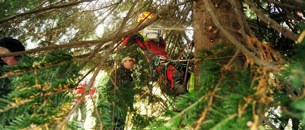 Ein Weihnachtsbaum wird gefällt. 