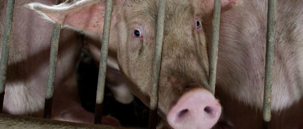 Es wird eng im Stall. Schweinezüchter und Mastbetriebe in Brandenburg werden ihr Vieh nicht mehr los.