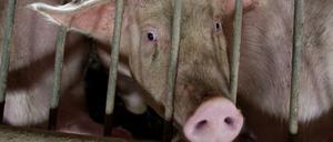 Es wird eng im Stall. Schweinezüchter und Mastbetriebe in Brandenburg werden ihr Vieh nicht mehr los.