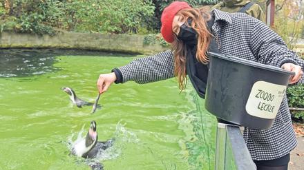 Beim Rendezvous mit den Pinguinen im Berliner Zoo füttert unsere Autorin die Tiere mit fettem Fisch. 