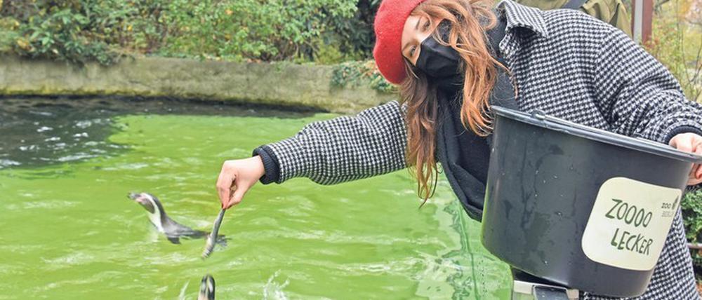 Beim Rendezvous mit den Pinguinen im Berliner Zoo füttert unsere Autorin die Tiere mit fettem Fisch.