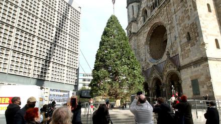 22 Meter hoch ist der Mammutbaum vor der Gedächtniskirche.