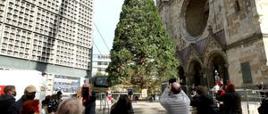 22 Meter hoch ist der Mammutbaum vor der Gedächtniskirche.
