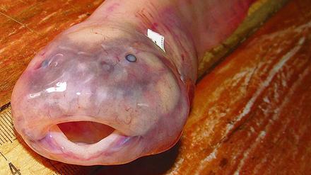 Scheibenbäuche haben unter den Fischen die tiefsten Lebensräume.