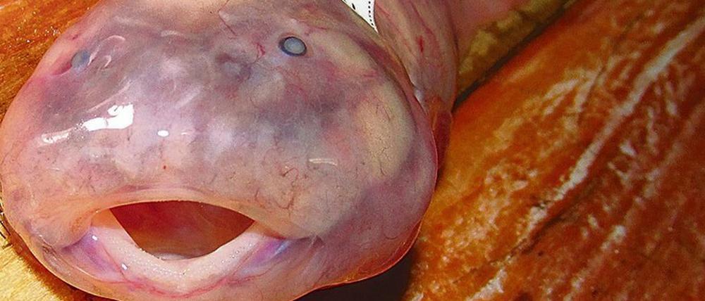 Scheibenbäuche haben unter den Fischen die tiefsten Lebensräume.
