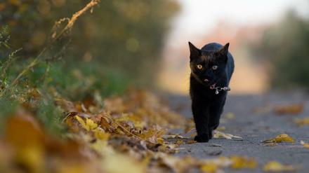 Manche glauben, auf die schwarze Katze folgt das Unglück.
