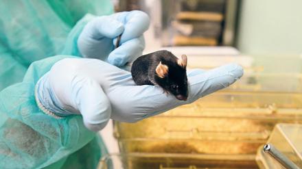 Gentechnisch veränderte Mäuse dienen am Berliner Max-Delbrück-Centrum für Molekulare Medizin beispielsweise als Forschungsmodell für die Alzheimer-Krankheit oder für die Entstehung von Tumoren.