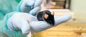 Gentechnisch veränderte Mäuse dienen am Berliner Max-Delbrück-Centrum für Molekulare Medizin beispielsweise als Forschungsmodell für die Alzheimer-Krankheit oder für die Entstehung von Tumoren.
