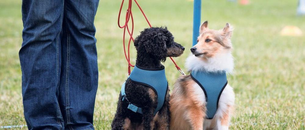 Hund auf Zeit. Tierbesitzer benötigen häufig einen Menschen, der auf Hund oder Katze aufpasst, wenn sie etwa im Urlaub sind. Das kommt Menschen gelegen, die sonst keine Zeit oder kein Geld für ein eigenes Haustier haben. Foto: Jörg Carstensen/dpa