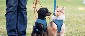 Hund auf Zeit. Tierbesitzer benötigen häufig einen Menschen, der auf Hund oder Katze aufpasst, wenn sie etwa im Urlaub sind. Das kommt Menschen gelegen, die sonst keine Zeit oder kein Geld für ein eigenes Haustier haben. Foto: Jörg Carstensen/dpa