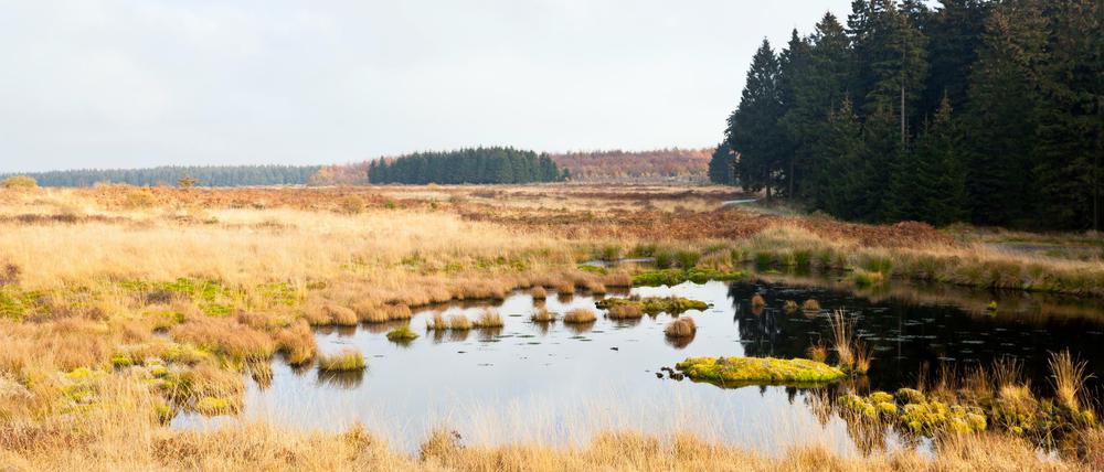 Nasse Moore binden Kohlendioxid. Die Wiedervernässung von trockengelegten Mooren soll dem Klimaschutz dienen.