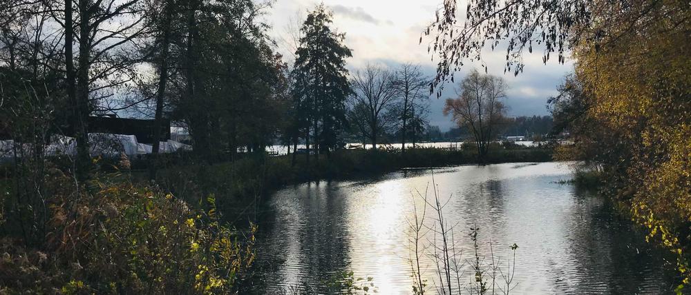 November 2020. Dieser See an der Scharfen Lanke - ist gar kein See. Sondern ein künstliches "Regenrückhaltebecken" aus dem Jahr 1965. 