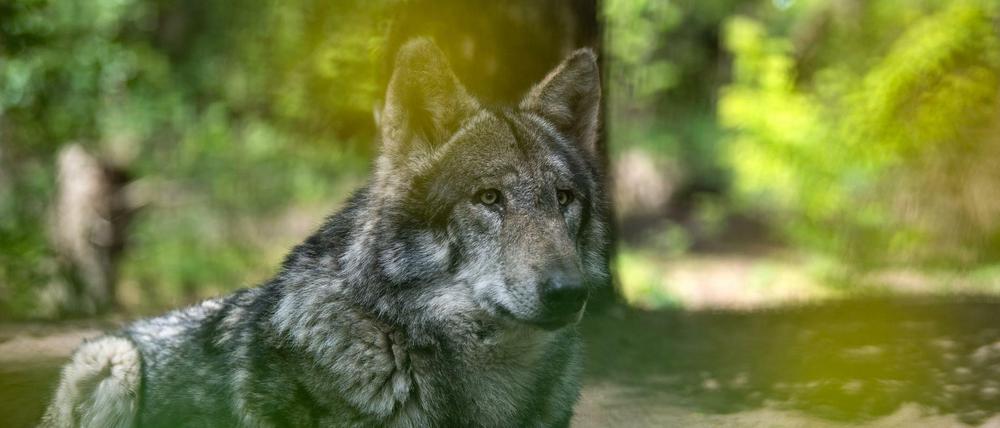 Ein Europäischer Grauwolf. 