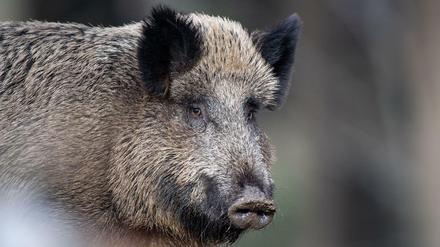 Bei dem Wildschwein handelte es sich um ein ausgewachsenes Tier.