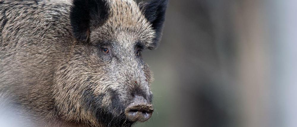Bei dem Wildschwein handelte es sich um ein ausgewachsenes Tier.