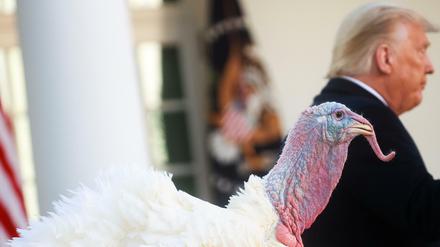 Zu Thanksgiving von Trump begnadigt: Truthahn „Corn“ 