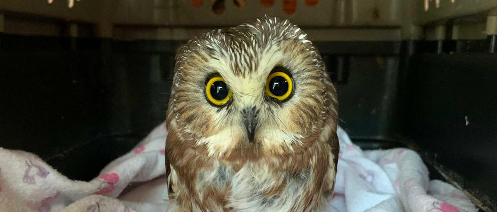 "Rocky", benannt nach dem Rockefeller Center in New York City. Dort wurde die Eule in einem Weihnachtsbaum gefunden.