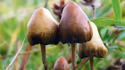 Drei kleine braune Pilze, die aus dem Boden Wachsen.